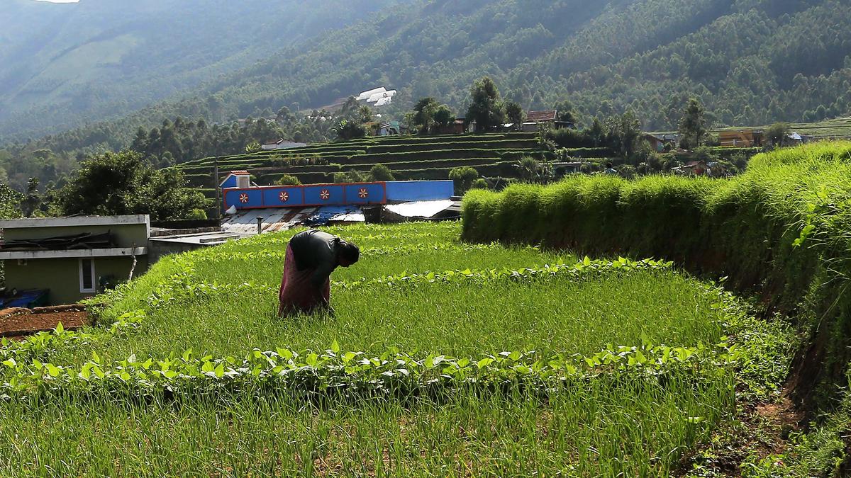 Despite GI status and demand from medicine firms, Vattavada garlic yet